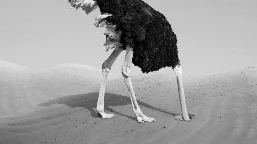 Autruche qui enfouit sa tête dans le sable